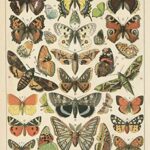 Popular Vintage French Types of Papillons Butterflies Set; Two 11x14in Paper Print Posters